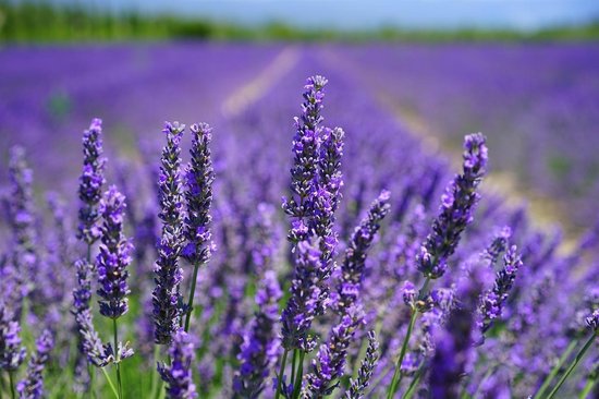 bol.com | Lavendelwater Spray 100% Puur - Hydrosol, Hydrolaat van Lavendel Bloemen