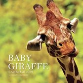 Baby Giraffe Calendar 2019