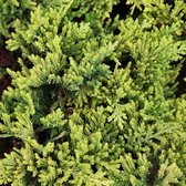 Juniperus Horizontalis 'Golden Carpet' - Kruipende jeneverbes 25-30 cm pot