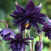 6 x Aquilegia Vulgaris 'Black Barlow' - Akelei pot 9x9cm - Donkere dubbele bloemen