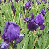 6 x Iris 'Black Knight' - Baardiris pot 9x9cm - Diep paarse bloemen, zwaardvormige bladeren