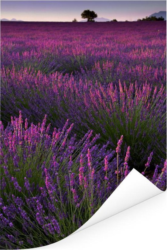 strak Meter Sturen bol.com | Paarse lavendel bloemen in een veld Poster 60x90 cm - Foto print  op Poster...
