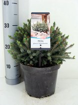 Picea glauca 'Echiniformis'; Totale hoogte 30-40cm incl. Ø19cm pot | Canadese spar