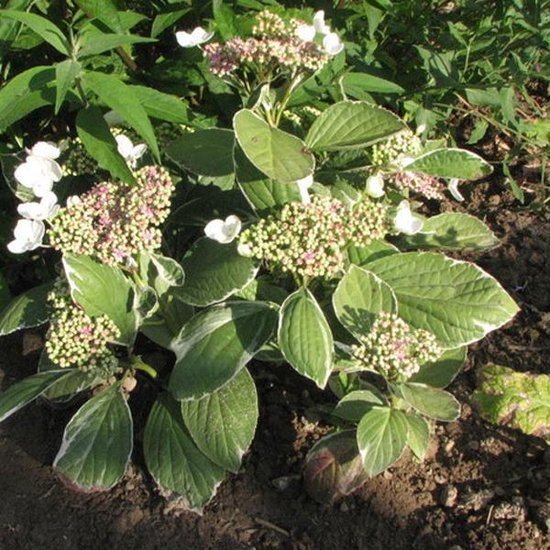 Hydrangea 'Teller Variegata' (Tricolor') - Hortensia 'Tricolor' 25-30 cm  pot 