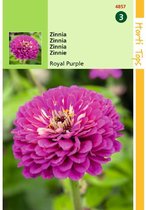 Hortitops Zinnia elegans Royal Purple violet