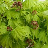 Acer Shirasawanum 'Aureum' - Gele esdoorn 25-30 cm pot - Aureum Gele Esdoorn voor Gouden Bladeren
