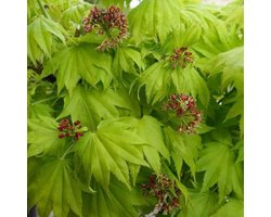 Acer Shirasawanum 'Aureum' - Gele esdoorn 25-30 cm pot