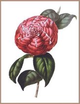 Notebook Red Camellia