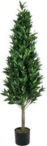 Europalms Laurel Cone boom, hoge stam, 150cm