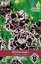 Van Hemert & Co - Chinese Anjer Chianti (Dianthus chinensis)