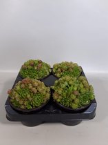 Sempervivum groen kraal (rotsplanten) 4 stuks