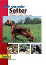 Mein gesunder Setter