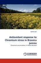 Antioxidant response to Chromium stress in Brassica juncea