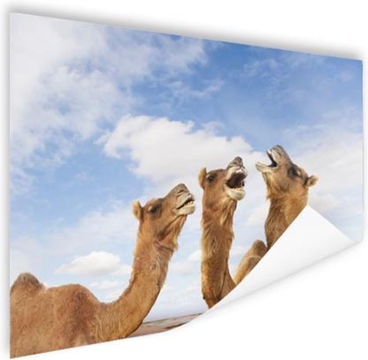 Poster Kamelen in India - 120x90 cm