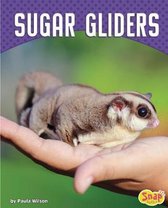 Sugar Gliders