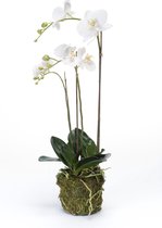 Emerald - Phaleanopsis - Met kluit - 70 cm - Wit