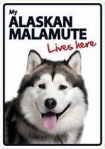 Alaskan Malamute lives here