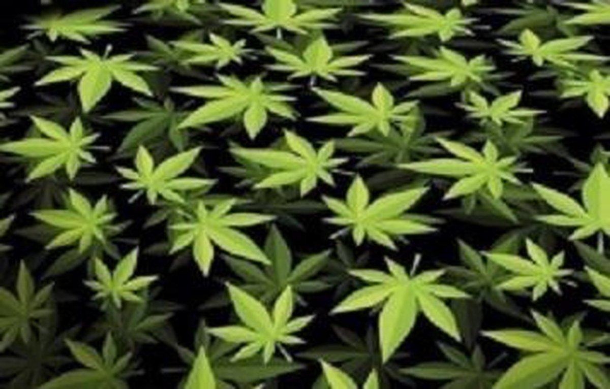 Van De Cannabisthee En Marihuana Bladeren Op Witte Stof Stock Afbeelding - Image of bruin