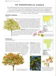 Bauhinia x blakeana boom met witte bloemen en lichtgroen blad, met details van de bloemen en het blad.