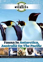 Wildlife - Fauna In Antartica