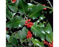 Ilex Aquifolium - Gewone hulst;Scherpe hulst;Groene hulst 60-80 cm pot
