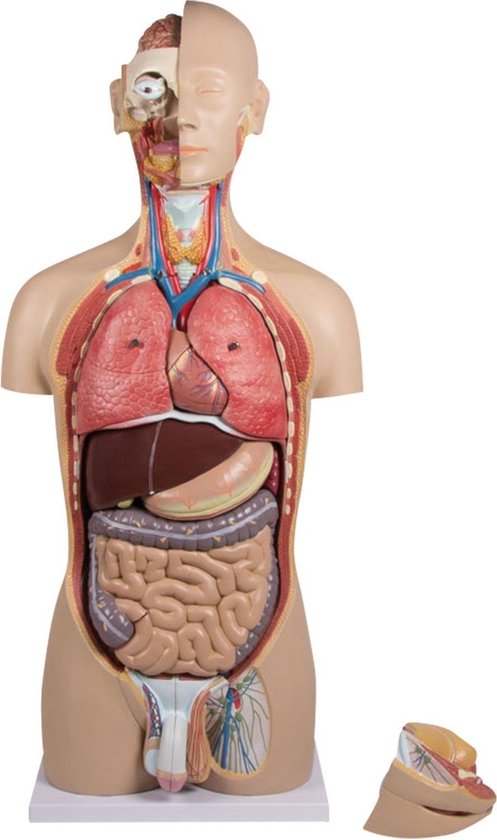Het Menselijk Lichaam - Anatomie Model Torso En Organen 27-Delig | Bol.Com