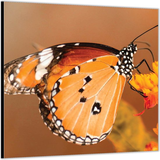 Dibond –Oranje Vlinder– 50x50cm Foto op Dibond;Aluminium (Wanddecoratie van metaal)