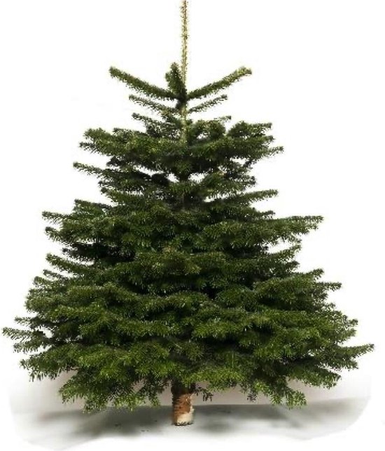 Echte Nordmann kerstboom 100-125 cm hoog - verpakt in dubbel net - gezaagd  | bol.com