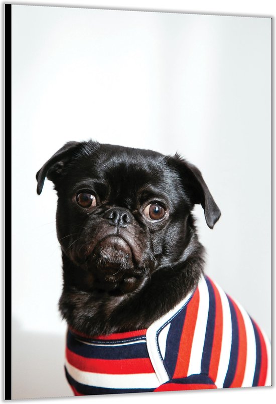 Dibond –Pug met Gestreept Shirt – 80x120cm Foto op Aluminium (Wanddecoratie van metaal)