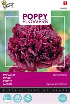 Buzzy® Poppy Flowers, Papaver Black Paeony