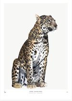 My Deer Art Shop Poster - Leopard - 70 X 50 Cm - Bruin