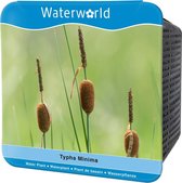 Waterworld Aqua Set - Typha Minima - Dwerglisdodde