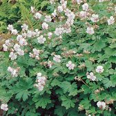 12 x Geranium cantabrigiense Biokovo - Ooievaarsbek in 9x9cm pot met hoogte 5-10cm