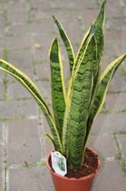 Sansevieria  - Vrouwentong  -Kamerplant - Klein