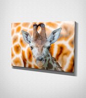 Giraffe Close Up Canvas | 70x100 cm