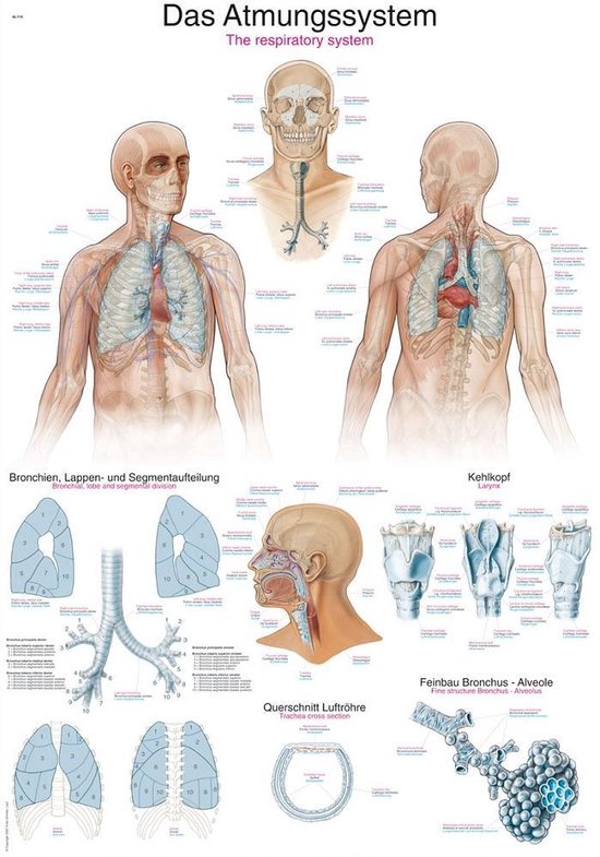Het menselijk lichaam - anatomie poster ademhaling (Duits/Engels/Latijn, kunststof-folie, 70x100 cm)