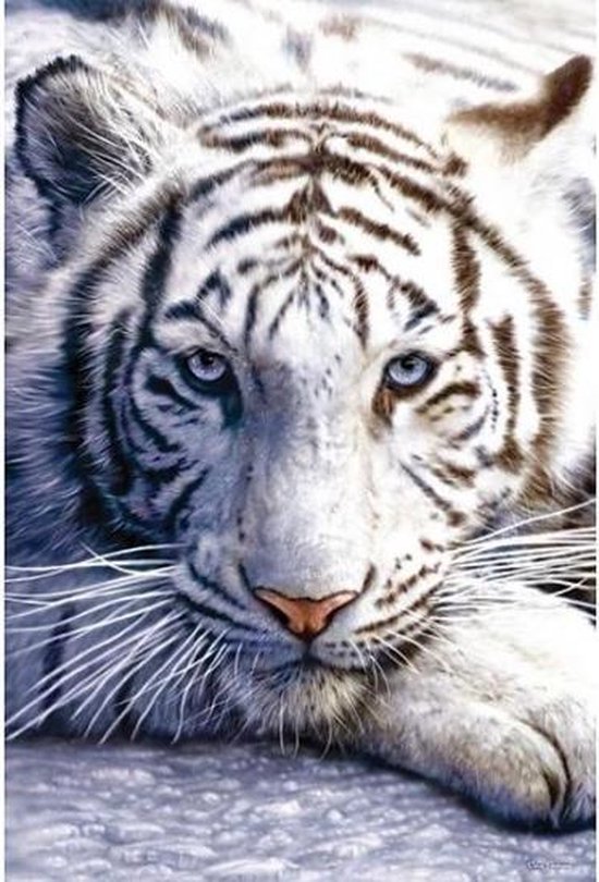 liefdadigheid pad Hij Poster witte tijger 61 x 91 cm | bol.com