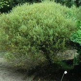 Salix Purpurea 'Nana' - Bittere wilg;Dwergwilg 30-40 cm pot