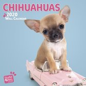 Chihuahua Studio Pets Kalender 2020