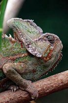 The Chameleon Is Not Amused Lizard Journal
