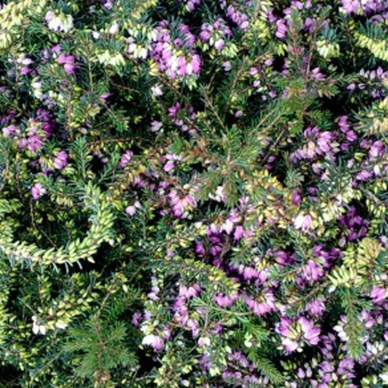 6 x Erica carnea rood - Winterheide 12-15cm in pot