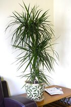 Gardenmarketplace Kamerplanten Dracaena marginata Drakenbloedboom, vanaf 110 cm