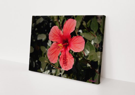 Roze Bloem | Close-up | Planten | Natuur | Stichting BY Amanda | Canvasdoek | Wanddecoratie | 60CM x 40CM | Schilderij