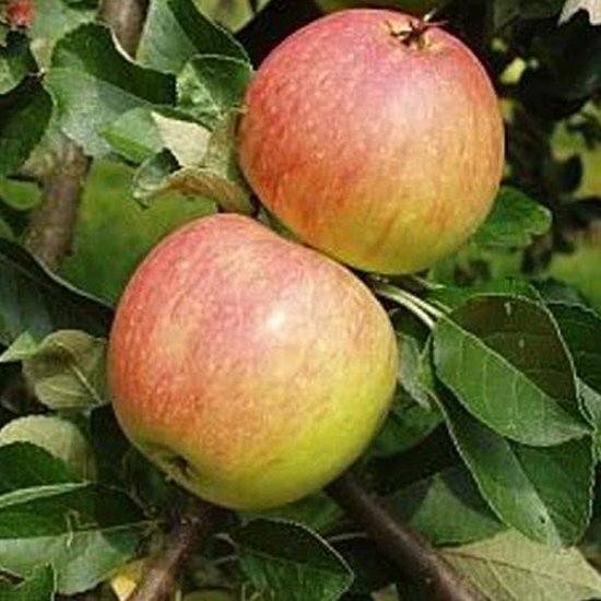 Malus Domestica 'James Grieve' - Pommier 'James Grieve' - Arbre Haute tige Racines nues