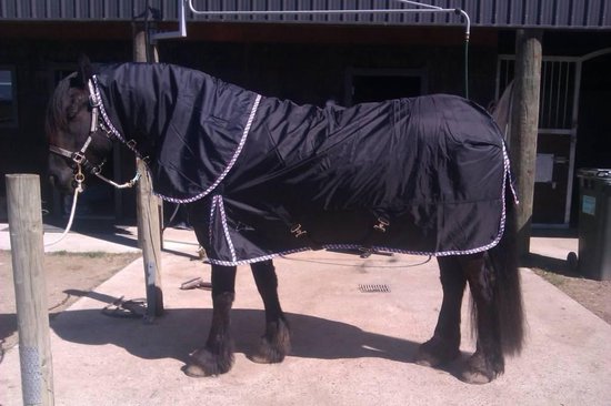 Traditie Thriller als LuBa Paardendekens - Regendeken - Combo Afneembare hals - Fries Paard-  Extreme Turnout... | bol.com