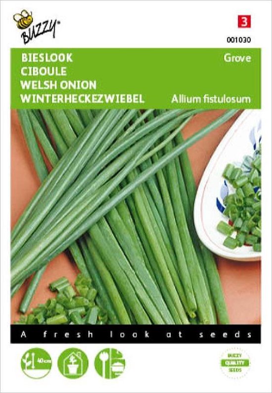 Buzzy Zaden Bieslook grove – Allium fistulosum