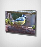 Blue Bird Canvas | 70x100 cm