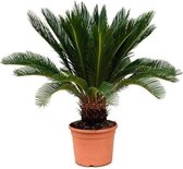 Cycas Revoluta Varenpalm Sagopalm 60cm↑