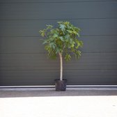 Vijgenboom - Ficus carica 150 - 175 cm (16 - 18 cm stamomtrek)