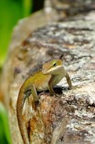 Lime Lizard Pretty Blank Lined Journal for daily thoughts notebook Lovely Lake Arrowhead Photograph